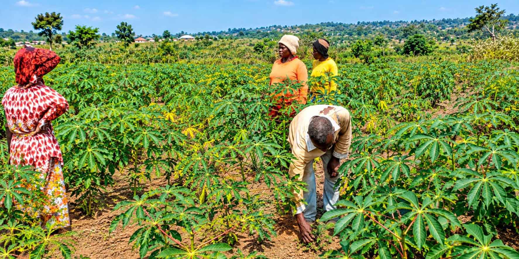 Champ de manioc à base fertilisants et pesticides agroecologique par l’utilisation du tithonia « fleur marguerite »