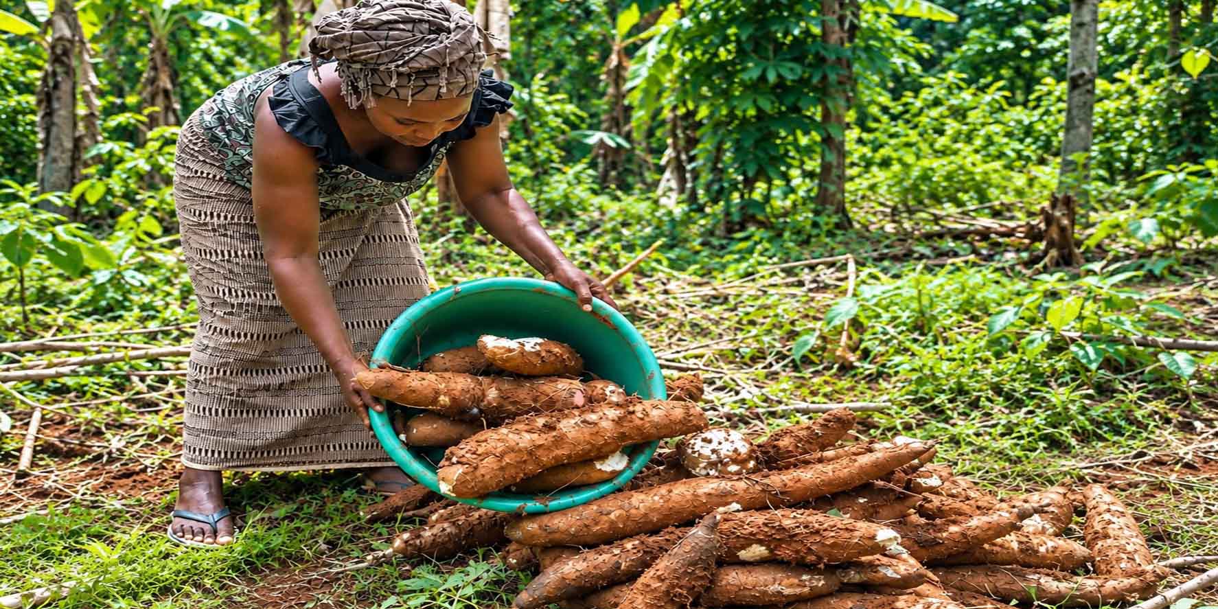 Récolte du manioc agroécologique