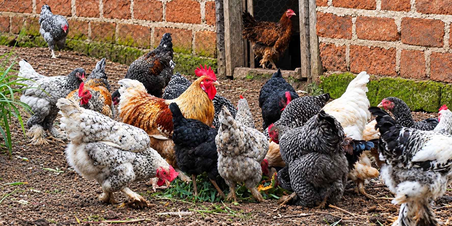 Élevage et prophylaxie du poulet local à base de plantes naturelles